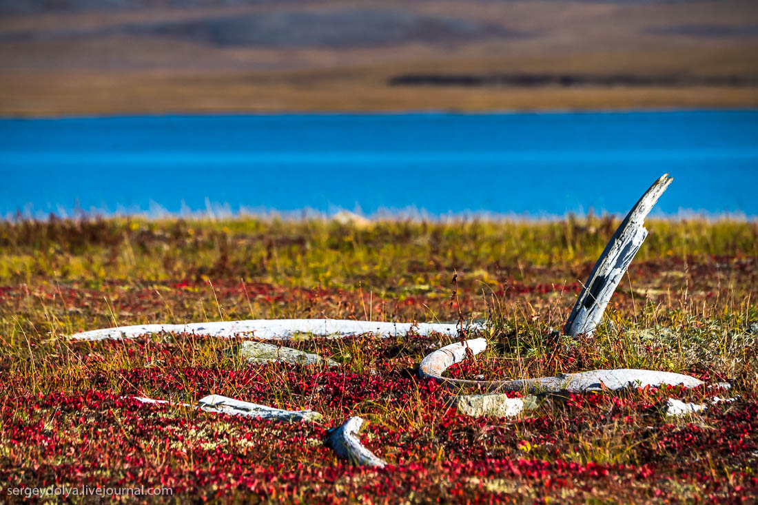 Wrangel Island Russia Guide with Sublime